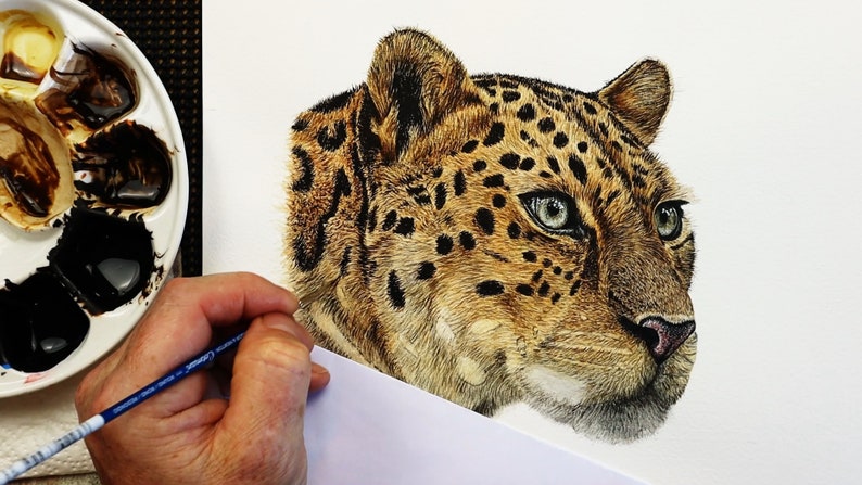 The painting is really progressing in this photo as Paul works on the leopard's iconic spots.  These are black against the browny/ yellow fur.  Paul's palette of watercolours is shown to the left.