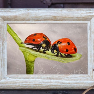 The original ladybug watercolor painting shown in an off white frame.  This is displayed in a rustic setting.