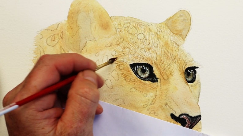 In this photo, Paul has applied a pale yellow/ brown wash over all the fur areas. He has varied the tone of this to start to create shape to the animal.