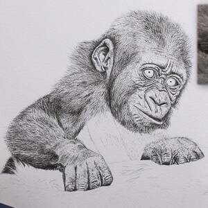 Paul has now drawn the animals head, neck and arms, he is yet to work on the chest, and the adult that the young gorilla is holding on to.