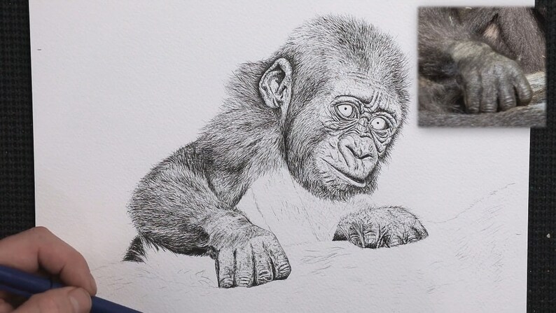 Paul has now drawn the animals head, neck and arms, he is yet to work on the chest, and the adult that the young gorilla is holding on to.