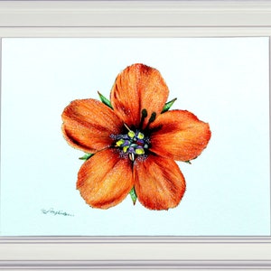 Scarlet Pimpernel, a wildflower original painting by Paul Hopkinson, shown in a white frame.  Have a go yourself and follow the steps to create this painting yourself.