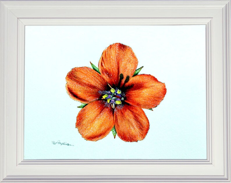 Scarlet Pimpernel, a wildflower original painting by Paul Hopkinson, shown in a white frame.  Have a go yourself and follow the steps to create this painting yourself.