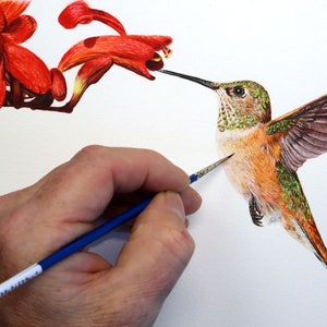Learn How to Paint a Hummingbird in Watercolor, PDF Downloadable Watercolour Lesson, Illustration Art Tutorial, Wildlife/ Botanical Painting