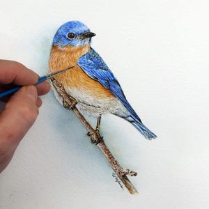 Eastern Bluebird Watercolor Painting Tutorial, Learn to Paint Realistic Small Birds in Watercolour