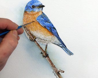 Eastern Bluebird Watercolor Painting Tutorial, Learn to Paint Realistic Small Birds in Watercolour