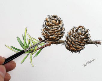 May include: A watercolour painting of two brown pine cones on a branch with green needles. The painting is signed "Paul Hochstein" in the bottom right corner.
