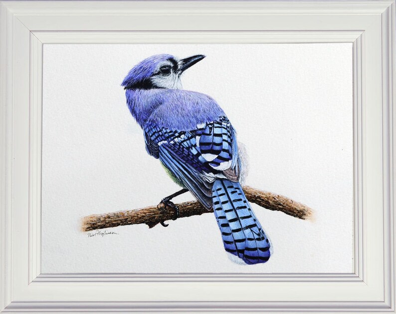 The finished Blue Jay watercolor painting in a white frame