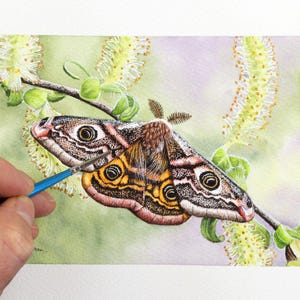 ORIGINAL Imperator Motte Aquarell Gemälde, realistische Insekten Illustration in Aquarell