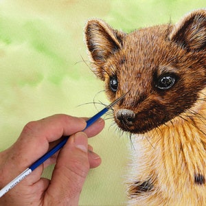 Könnte beinhalten: Eine Nahaufnahme eines Aquarells einer braunen und weißen Wiesel mit einem blauen Pinsel im Vordergrund.