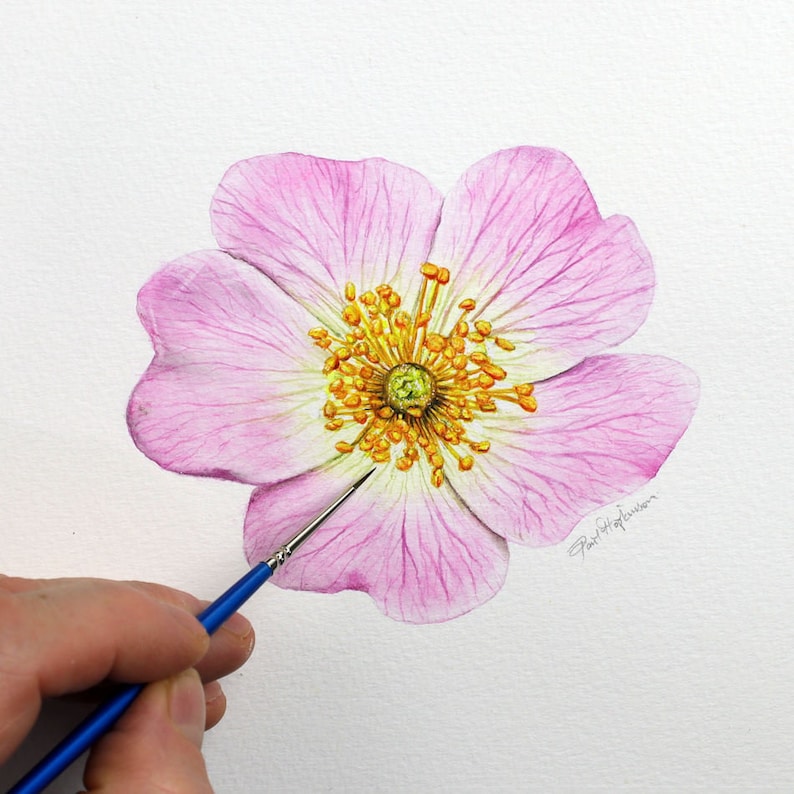 Paul using a small brush to put the finishing detail on a painting of a dog rose.  This is an open flower, with 5 soft pink petals around a bright yellow/ orange centre.  This is a realistic painting.