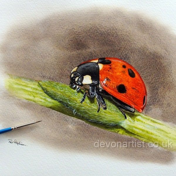 Detailed Wildlife Painting Tutorial, Paint a Ladybug in Watercolor, How to Paint a Realistic Ladybird Insect in Watercolour