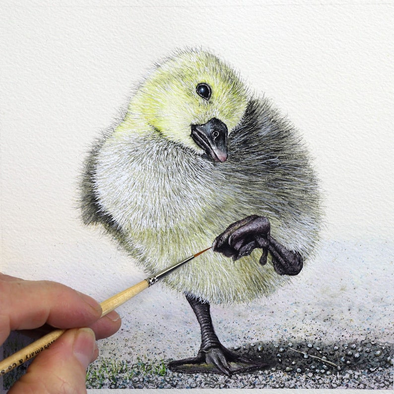 Paul painting the foot of a gosling which is stood on one leg on some rough ground.  The gosling has fluffy yellow / grey feathers, and has its head tilted to one side.