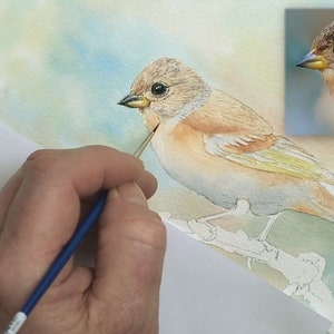 An early stage in Paul's painting.  He has applied a very soft, pale background in blues, greens and peaches. He has applied similar colours to the bird as a pale foundation wash.  The eye and beak have been painted and finished.