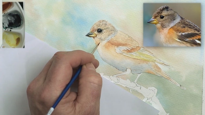 An early stage in Paul's painting.  He has applied a very soft, pale background in blues, greens and peaches. He has applied similar colours to the bird as a pale foundation wash.  The eye and beak have been painted and finished.