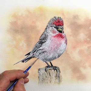 How to Paint Birds in Realistic Watercolour, Downloadable Watercolor Bird Painting Lesson, Art Class