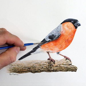 ORIGINAL Bullfinch Painting, Realistic Watercolour Illustration, Watercolor Bird Artwork