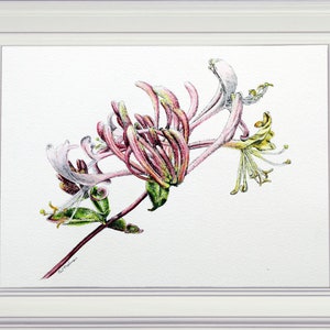 The completed Honeysuckle flower pen and wash in a white frame.  This is like an illustration and looks realistic and lifelike.  The flower has lots of tubular parts tinged with pink,