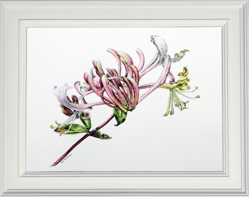 The completed Honeysuckle flower pen and wash in a white frame.  This is like an illustration and looks realistic and lifelike.  The flower has lots of tubular parts tinged with pink,