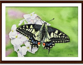 ORIGINAL Swallowtail Butterfly Painting, Illustration Fine Art