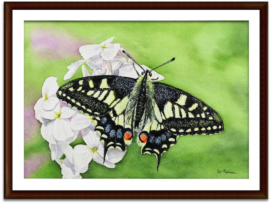 版画 SWALLOWTAIL BUTTERFLY 版画 SWALLOWTAIL BUTTERFLY 版画 SWALLOWTAIL BUTTERFLY 版画