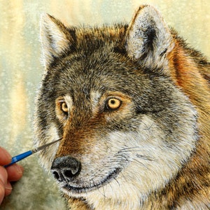 Paul finishing off painting a finely detailed watercolour of a wolf.  The painting is focused on the animal's head and neck and is very realistic in style.  The wolf is looking to the left.