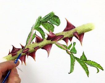Dog Rose Thorns: Botanical Watercolor Painting Tutorial (PDF Download)