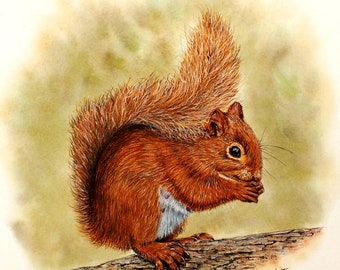 Watercolor Red Squirrel Painting Tutorial: Step-by-Step Animal Art (PDF Download)
