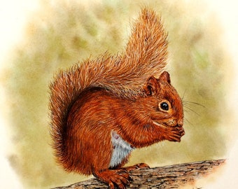 Watercolour Wildlife Painting Tutorial, Learn to Paint in Watercolor, Red Squirrel PDF Download, Animal Art Lesson, Step by Step Art Guide