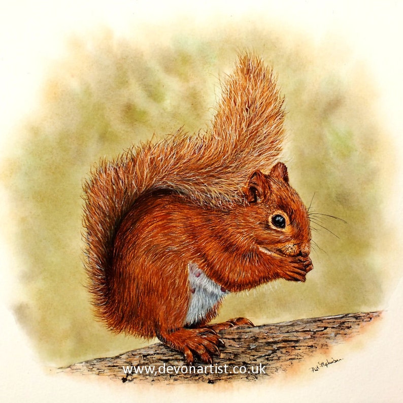 A fine, detailed watercolour painting of a Red Squirrel.  The animal has rich brown/ red fur, and it is stood on a piece of wood, with its paws to its face, and its tail curled over its back.
