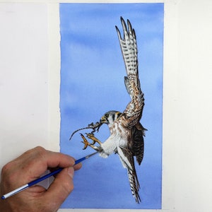 Paul painting an American Kestrel in fine detailed watercolor.  The Kestrel is coming into land, with one wing held vertical.  It is holding a lizard in its beak, and its claws are outstretched.