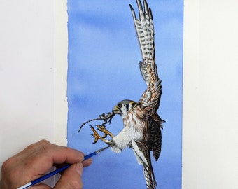 American Kestrel Watercolor Painting Lesson, Learn to Paint Birds in Realistic Watercolour, Illustration Art