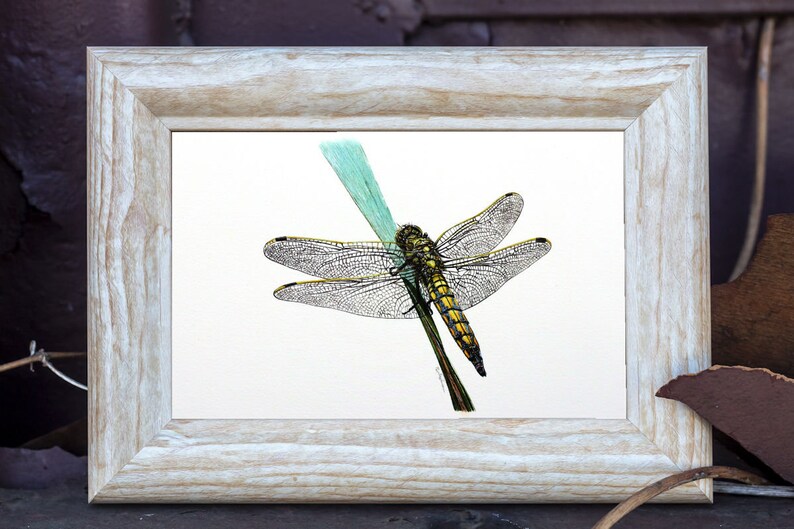ORIGINAL Watercolour Dragonfly Painting, Realistic Wildlife Watercolor Art, Illustration Fine Art Detail, Animal Wall Art, Insect Gift image 8