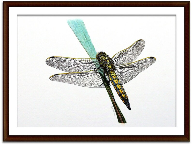 ORIGINAL Watercolour Dragonfly Painting, Realistic Wildlife Watercolor Art, Illustration Fine Art Detail, Animal Wall Art, Insect Gift image 3