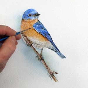 ORIGINAL Aquarell Malerei des Östlichen Roten Vogels, Fine-Art Vogel Illustration in Aquarell