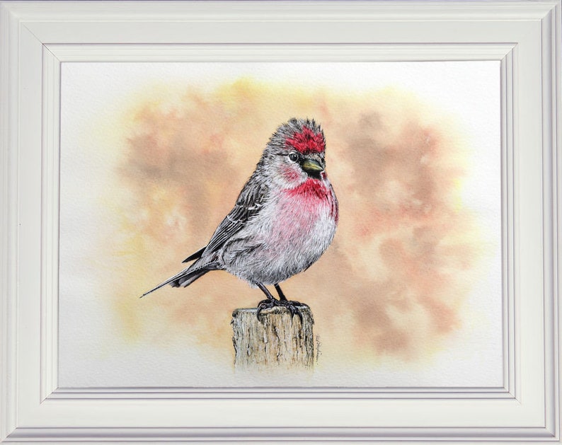 A small bird perched on a wooden pole.  The bird is a redpoll, and has a pinky red head and chest, the rest of the plumage being white or brown.