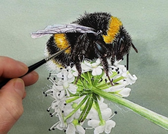 ORIGINAL Buff-tailed Bumblebee Painting, Fine Art Nature Study