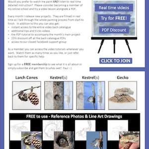 This is the last page of the lesson, with details about watercolor videos that the artist also has available online.  Below are illustrations of 4 more PDFs that can be bought.  A larch cone, American Kestrel chick and adult and a gecko.