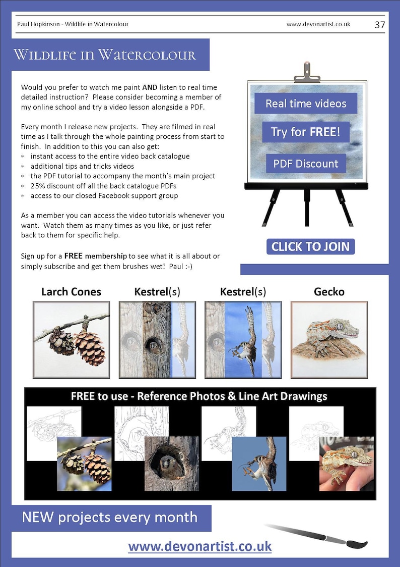 This is the last page of the lesson, with details about watercolor videos that the artist also has available online.  Below are illustrations of 4 more PDFs that can be bought.  A larch cone, American Kestrel chick and adult and a gecko.