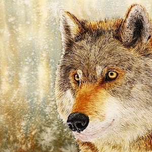 The wolf is really coming on in this painting, there are many layers of fine fur lines that have been applied, and these are starting to give the animal a realistic shape and form.