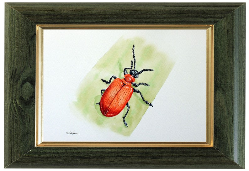 ORIGINAL Watercolour Insect Illustration, Watercolour Wildlife Artwork, Scarlet Lily Beetle Painting, Realistic Watercolor Art, Insect Gift image 6