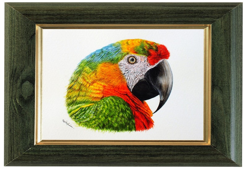 The macaw painting in a green frame with a gold inner trim on the edge.