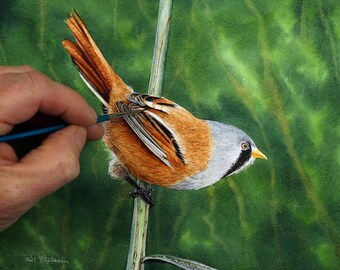Bird Painting Course, Learn to Paint Wildlife in Fine, Realistic Watercolour Detail