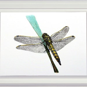The finished dragonfly painting shown in a white frame.