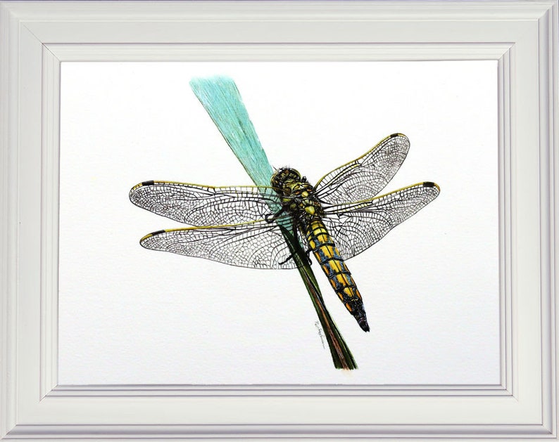 The finished dragonfly painting shown in a white frame.