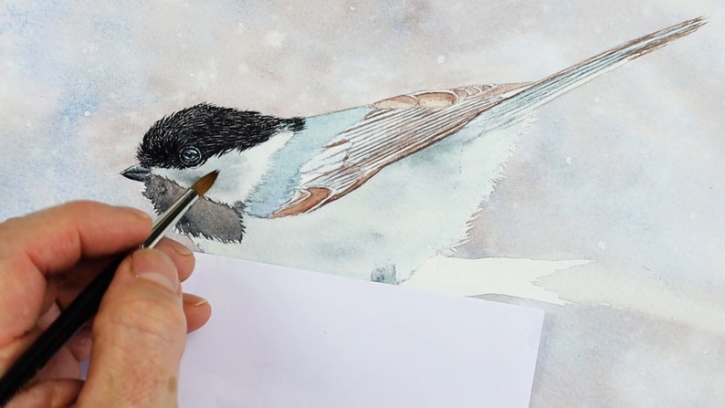 The next work in progress photos shows the black cap painted and filled in with tiny little feathers.  Paul is applying pale wash layers to the wings and face of the bird.