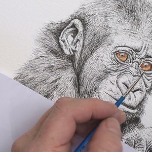 The drawing is now complete, and Paul is using watercolors to apply a wash of color on the gorilla.  In the photo he has started with the eyes which are a lovely brown.