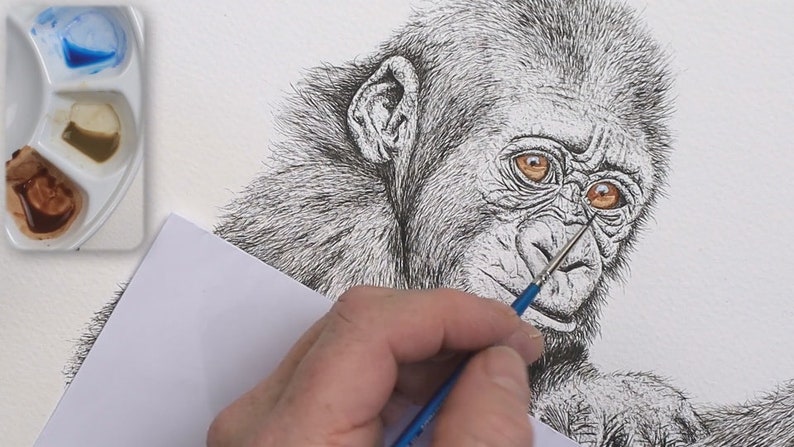 The drawing is now complete, and Paul is using watercolors to apply a wash of color on the gorilla.  In the photo he has started with the eyes which are a lovely brown.