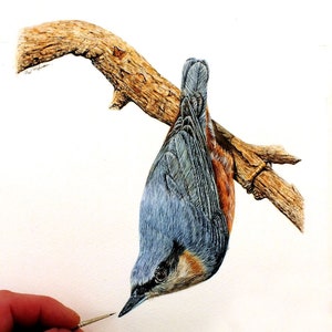 水彩画で細かい鳥を描く方法、水彩画の描き方を学ぶ、ゴジュウカラの PDF レッスン、鳥の絵のアート チュートリアル