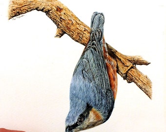 How to Paint Detailed Birds in Watercolour, Learn to Paint in Watercolor, Nuthatch PDF Lesson, Bird Painting Art Tutorial